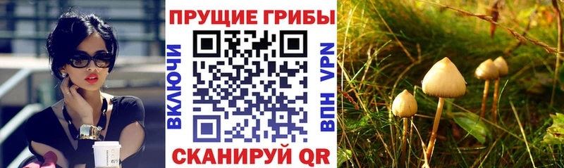 Псилоцибиновые грибы Magic Shrooms наркошоп Волосово